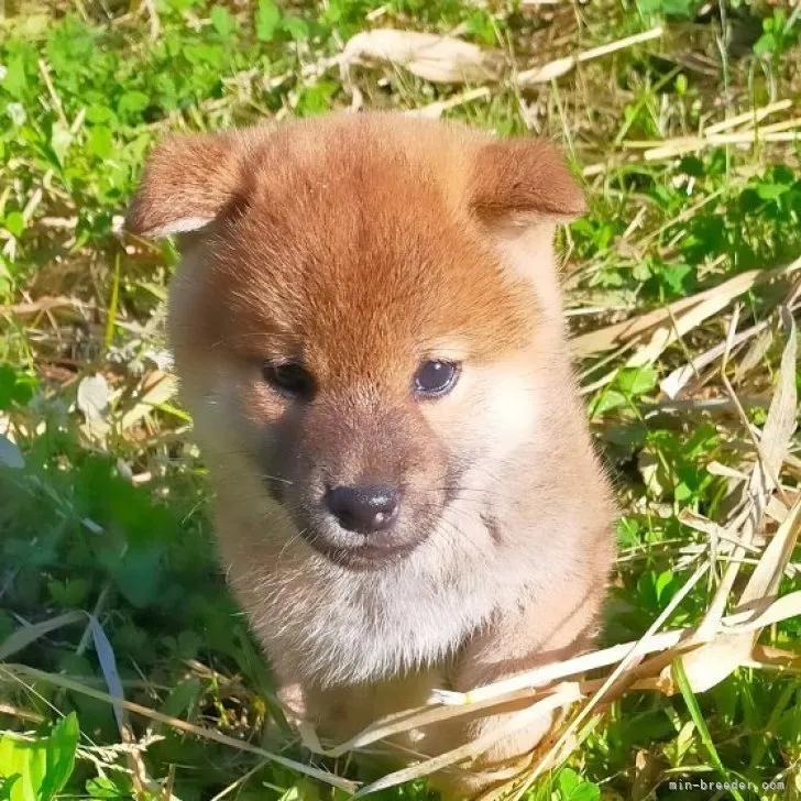 ID：2306-03908の子犬