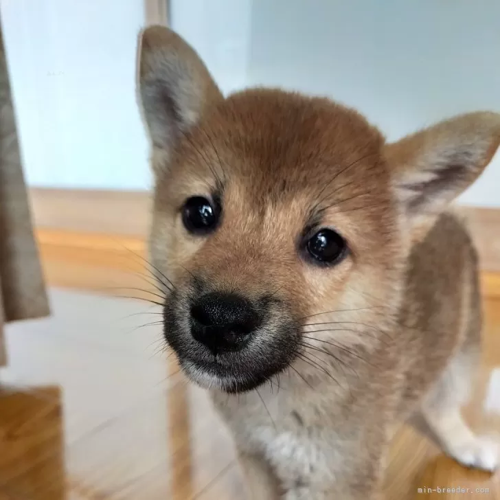 ID:2407-06561の子犬
