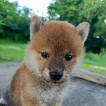 柴犬(標準サイズ)【岩手県・男の子・2024年6月14日・赤】の写真「1番元気です」