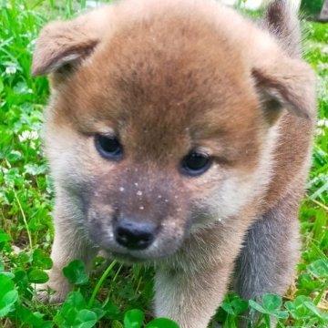 柴犬(標準サイズ)【岩手県・男の子・2023年4月29日・赤】の写真「元気です」