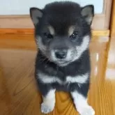 柴犬(標準サイズ)【岩手県・女の子・2024年4月9日・黒】の写真1