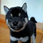 柴犬(標準サイズ)【岩手県・女の子・2023年1月17日・黒】の写真1