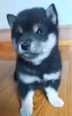 柴犬(標準サイズ)【岩手県・女の子・2024年4月9日・黒】の写真2