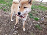 柴犬【・女の子・2022年3月22日・赤】