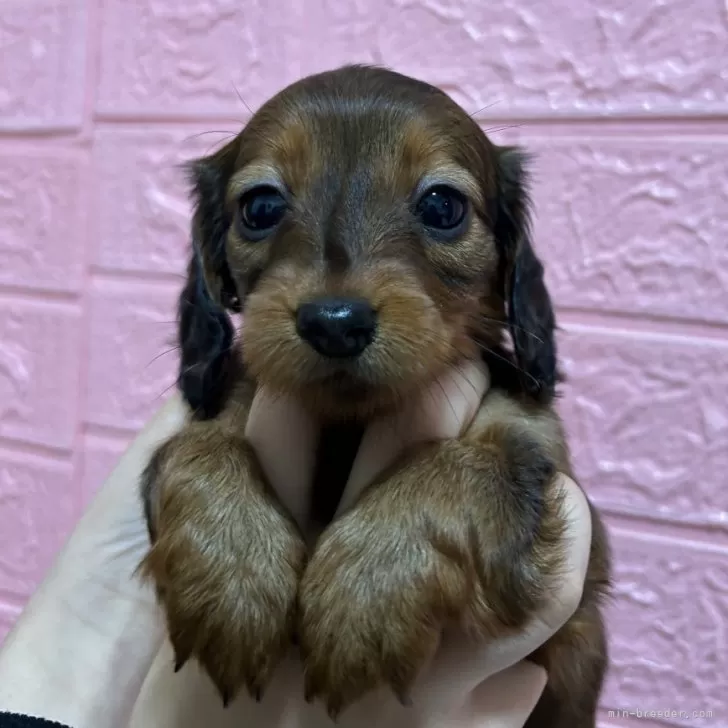 H 様のお迎えした子犬