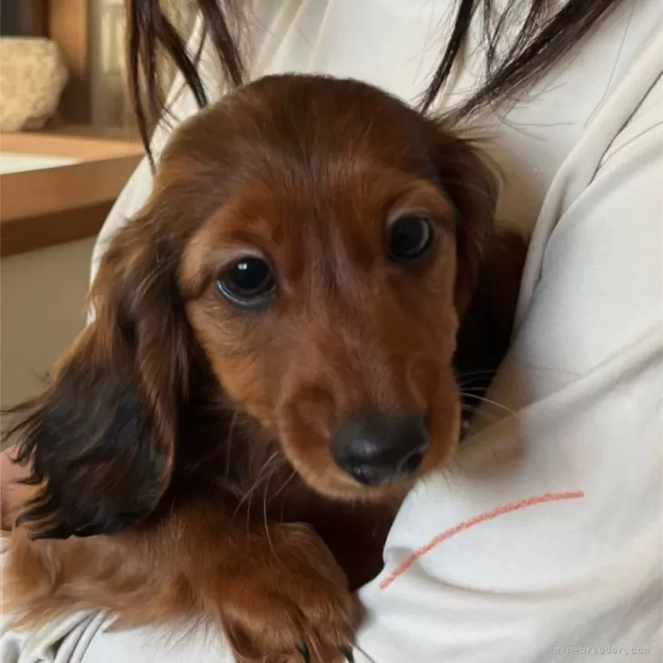 ID:2401-06729の子犬