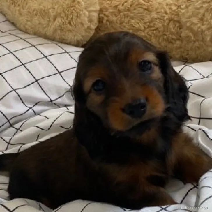 T.S 様のお迎えした子犬