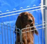 ミニチュアダックスフンド(ロング)【愛媛県・女の子・2023年10月26日・レッド】の写真3「母犬」