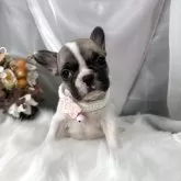フレンチブルドッグ