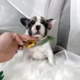 フレンチブルドッグ