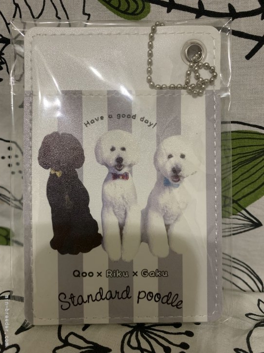 柴野将慶ブリーダーのブログ：プードルグッズ