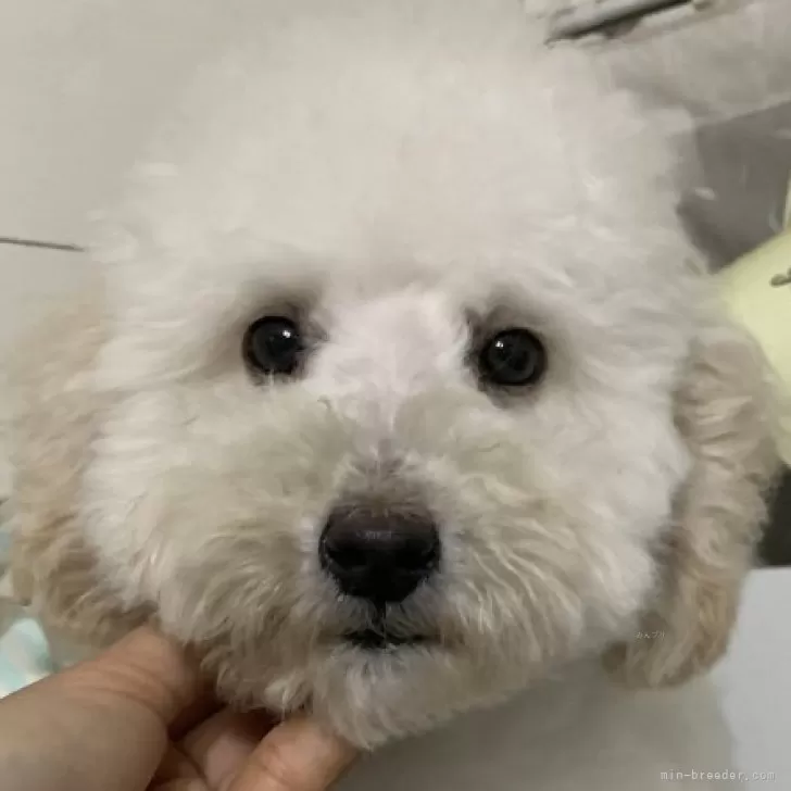 ニャロメ 様のお迎えした子犬