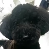 スタンダードプードル