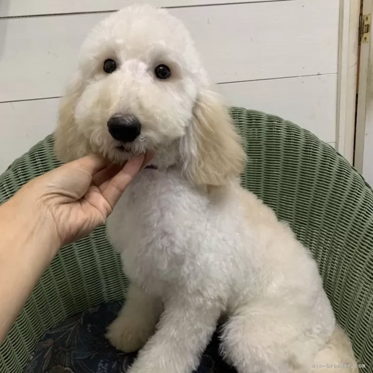 ID：2405-06626の子犬