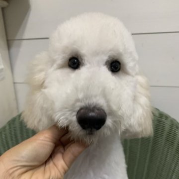 スタンダードプードル【千葉県・男の子・2024年3月5日・クリーム】の写真「目が大きくとってもイケメンの男の子です」