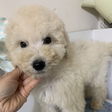 スタンダードプードル【千葉県・男の子・2024年3月5日・クリーム】の写真「小ぶりなスタンプー君」
