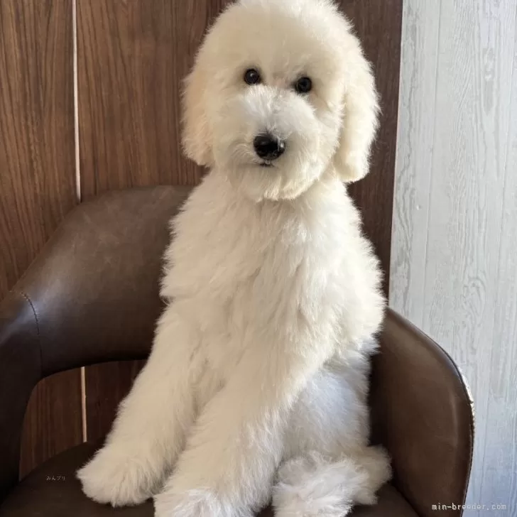 395 様のお迎えした子犬