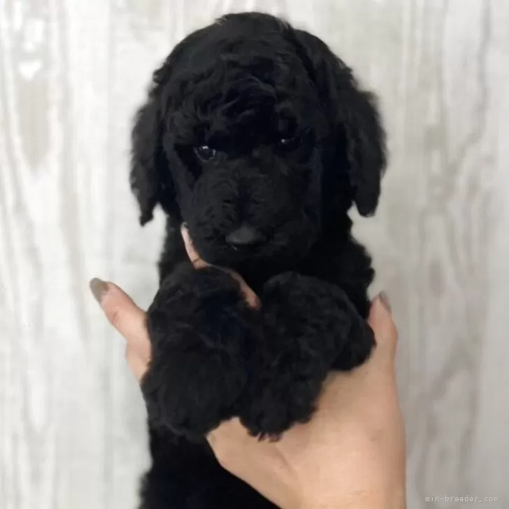 M.N 様のお迎えした子犬