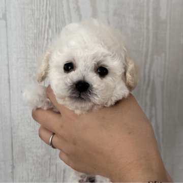 ティーカッププードル【三重県・男の子・2025年11月4日・ホワイト】の写真「可愛い僕ちゃん♡」