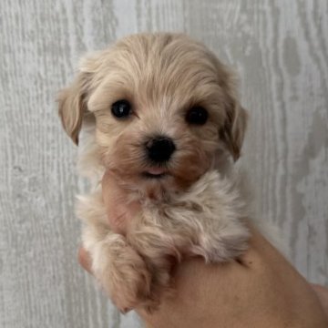 マルプー(トイプードル×マルチーズ)【三重県・男の子・2025年10月7日・クリーム】の写真「おチビ僕ちん♡」