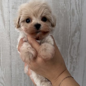 マルプー(トイプードル×マルチーズ)【三重県・男の子・2025年10月7日・クリーム】の写真「激かわ♡僕ちん」