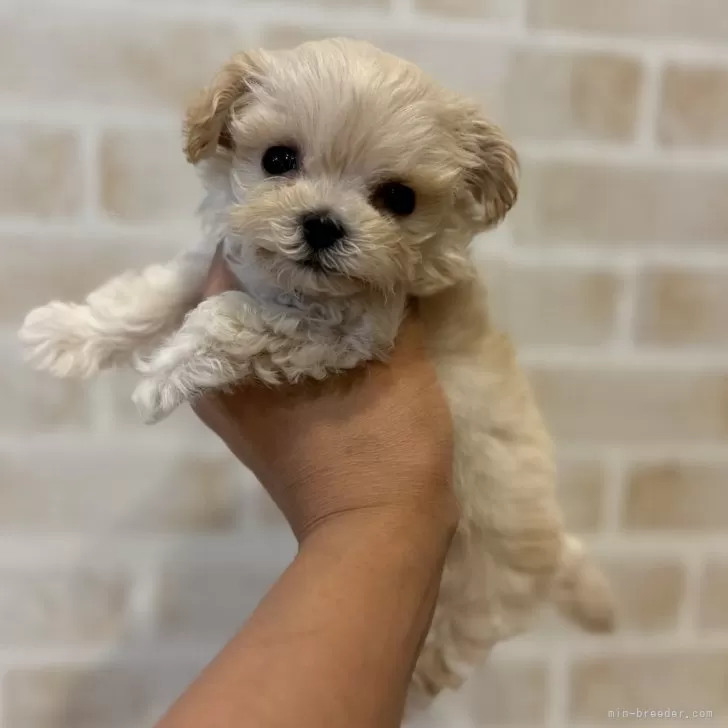 ID：2407-03457の子犬