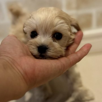 マルプー(トイプードル×マルチーズ)【三重県・男の子・2024年5月30日・クリーム】の写真「お目目の大きい僕ちゃん♡」