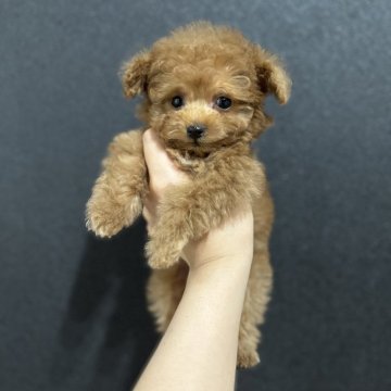 トイプードル(ティーカップ)【三重県・男の子・2023年12月31日・レッド】の写真「極小♡可愛すぎます」