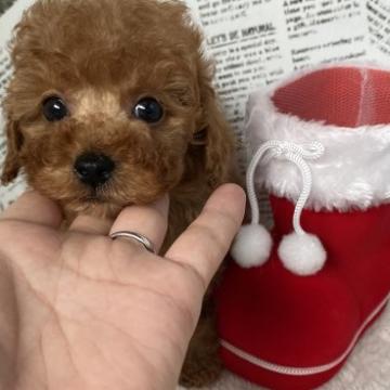 トイプードル(タイニー)【三重県・男の子・2022年10月15日・レッド】の写真「愛嬌たっぷり❤️可愛い男の子」