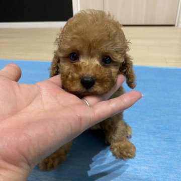 トイプードル(タイニー)【三重県・男の子・2023年6月3日・レッド～アプリコット】の写真「可愛い僕ちゃん♡」