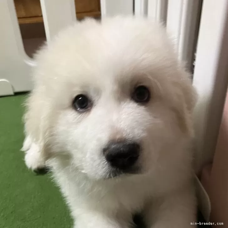 ID:2501-00650の子犬