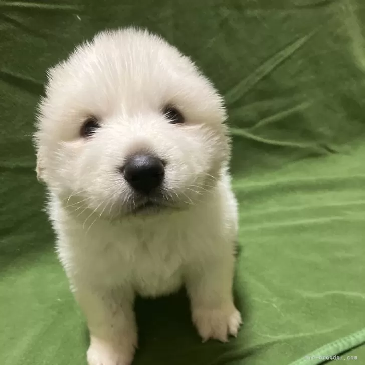 ID：2501-00649の子犬