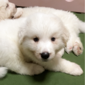 グレートピレニーズ【静岡県・男の子・2025年6月26日・ホワイト】の写真「ボクは、だんご(仮名)です。早く会いに来て！」
