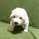 グレートピレニーズ