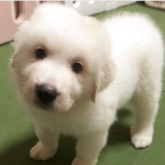 グレートピレニーズ