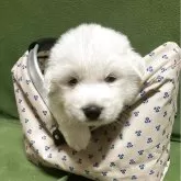 グレートピレニーズ