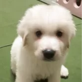 グレートピレニーズ