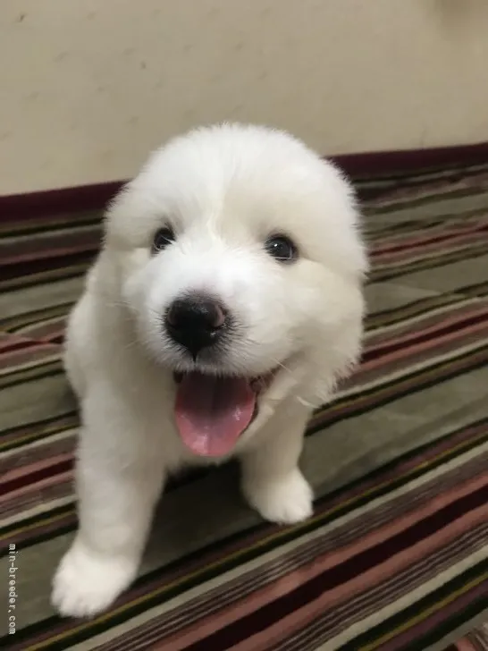 ID:2109-03168の子犬