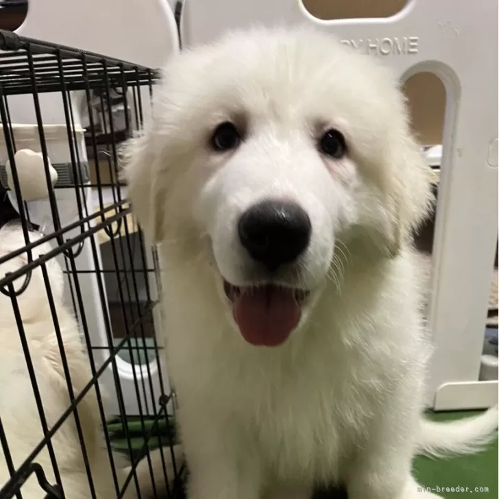 ID:2406-01409の子犬