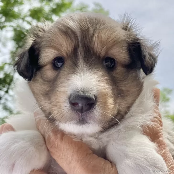 ID：2506-02163の子犬