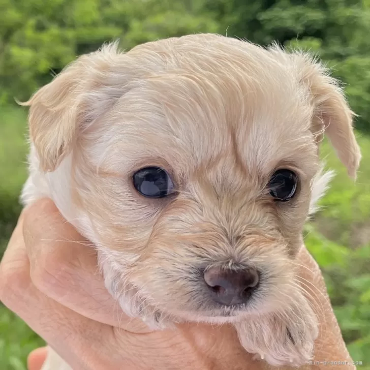 ID:2506-02169の子犬