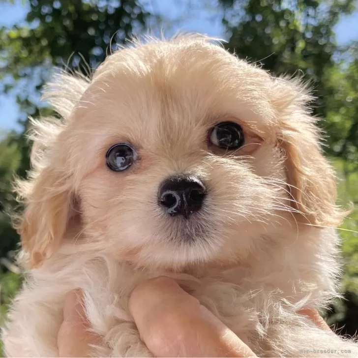 F U J I 様のお迎えした子犬