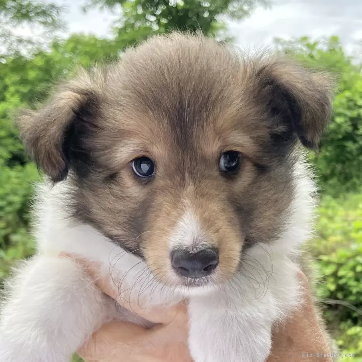 ID:2506-02165の子犬