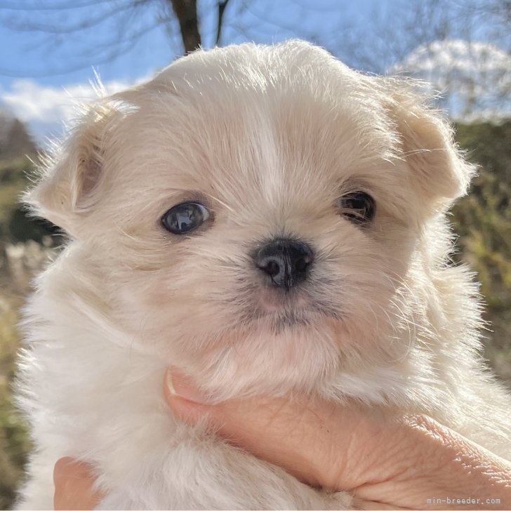 ブリーダー画像