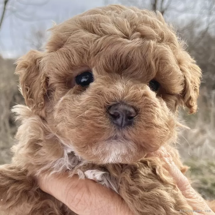 ID：2502-00795の子犬