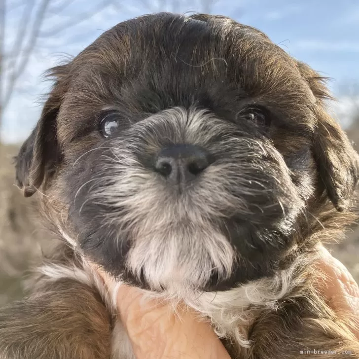 ＹＫ 様のお迎えした子犬