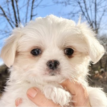 ミックス(マルシー×チワワ)【福島県・女の子・2025年10月8日・ホワイト】の写真「小さくて人懐っこい子です」