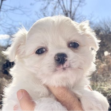ミックス(マルシー×チワワ)【福島県・男の子・2025年10月8日・ホワイト】の写真「小さくて大人しい子です」