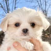 ミックス(マルシー×チワワ)