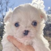 ミックス(マルシー×チワワ)